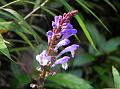 Andaman Skullcap